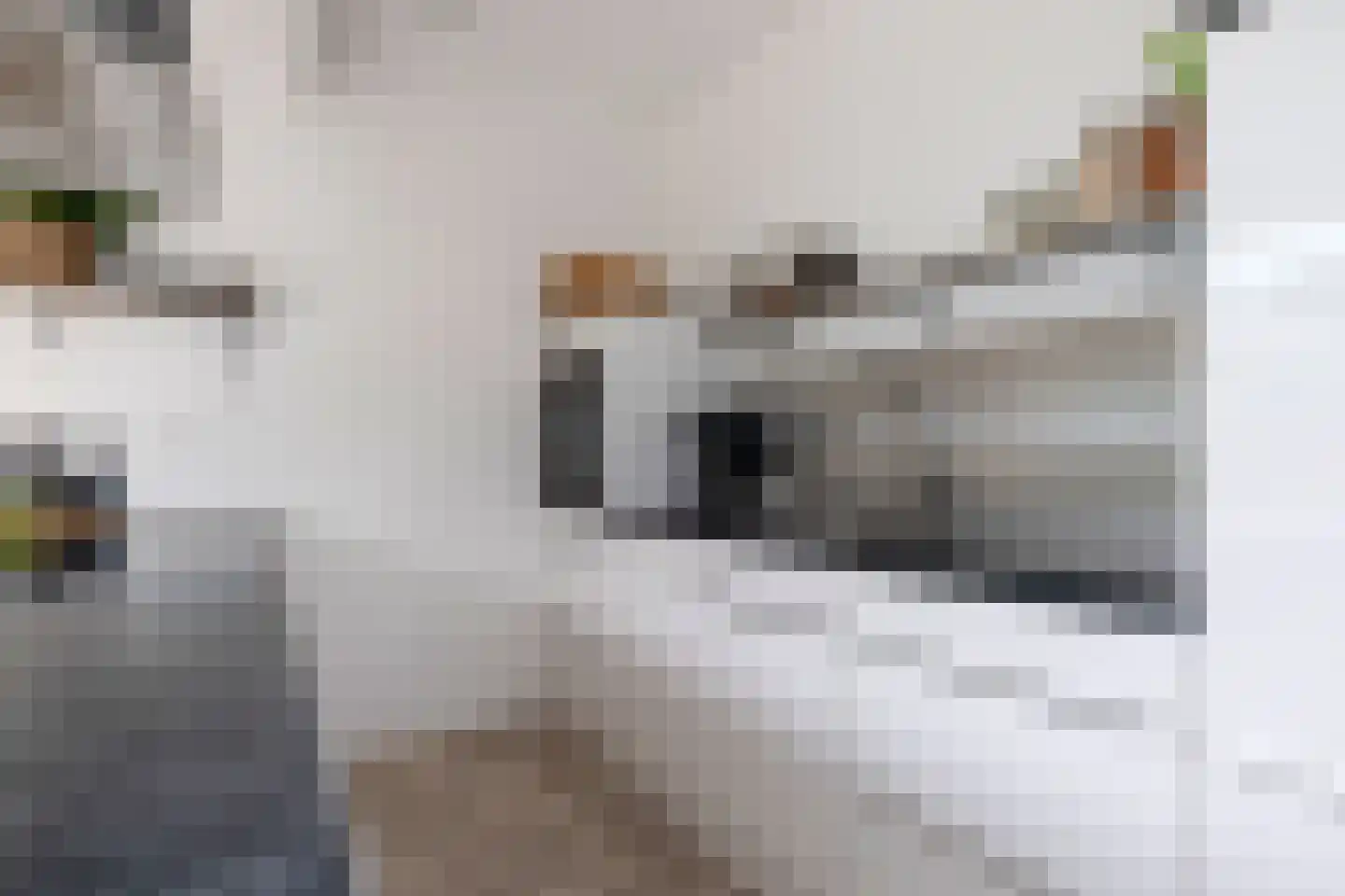 Rietgors 15 Emmen thumbnail 27