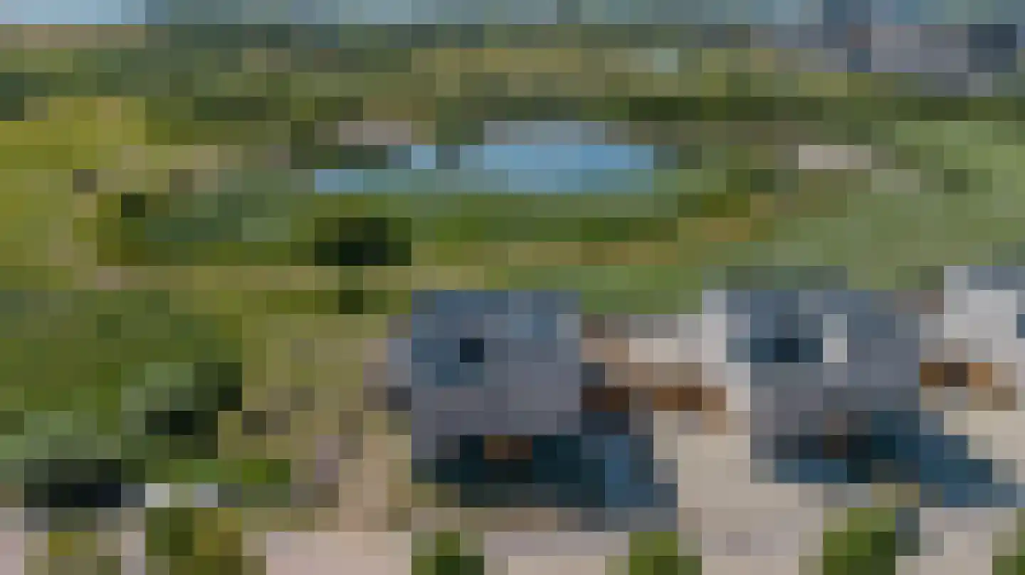 Rietgors 21 Bergen op Zoom thumbnail 42