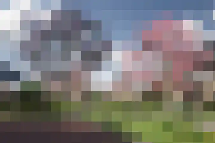Rietgors 26 Goudswaard thumbnail 5