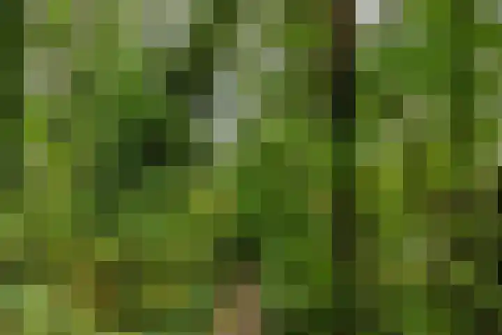 Rietgors 3 Rhenen thumbnail 52