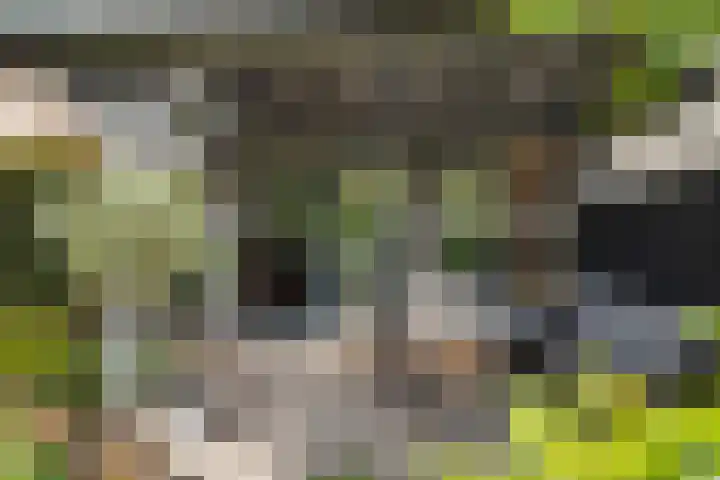 Rietgors 33 Alblasserdam thumbnail 30