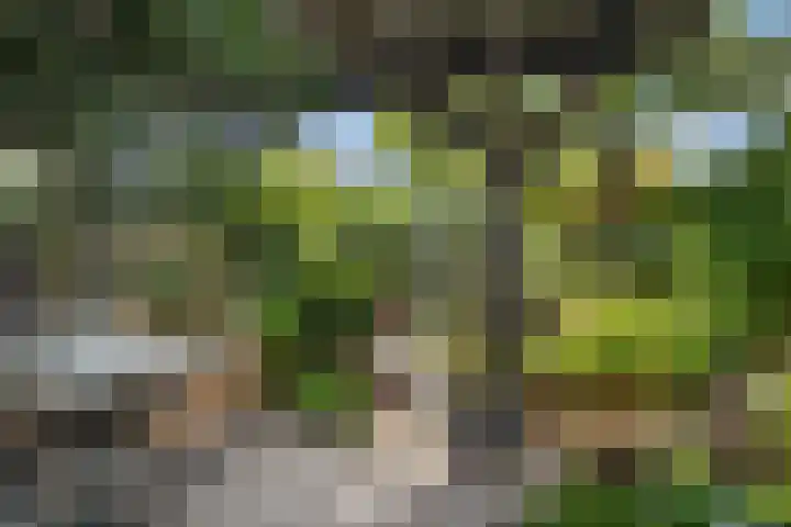 Rietgors 33 Alblasserdam thumbnail 32