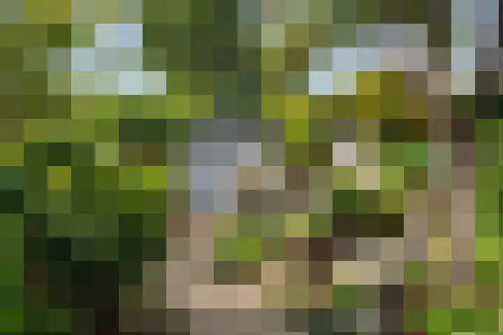 Rietgors 33 Alblasserdam thumbnail 33
