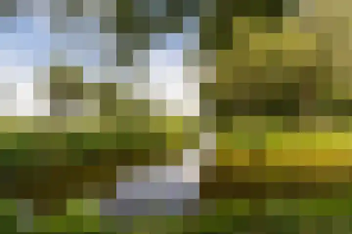 Rietgors 44 Stolwijk thumbnail 34