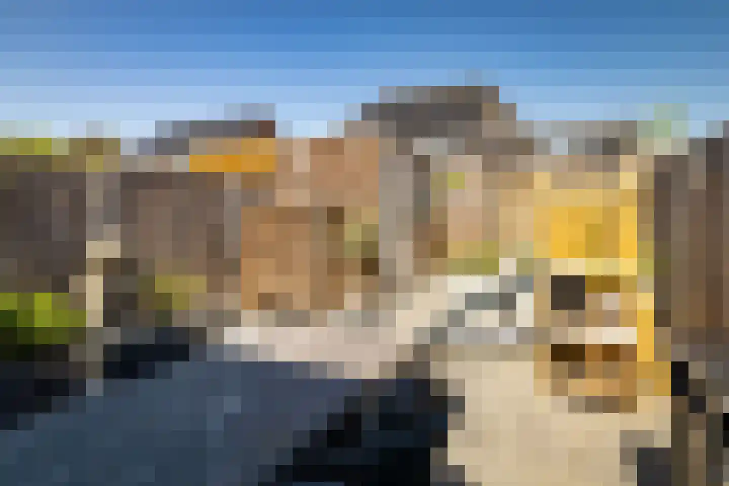 Rietgors 60 Olst thumbnail 29