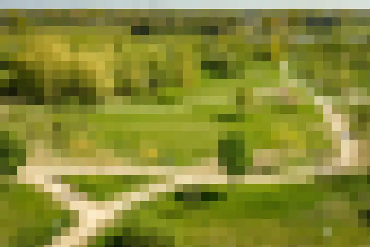 Rietgors 60 Olst thumbnail 41