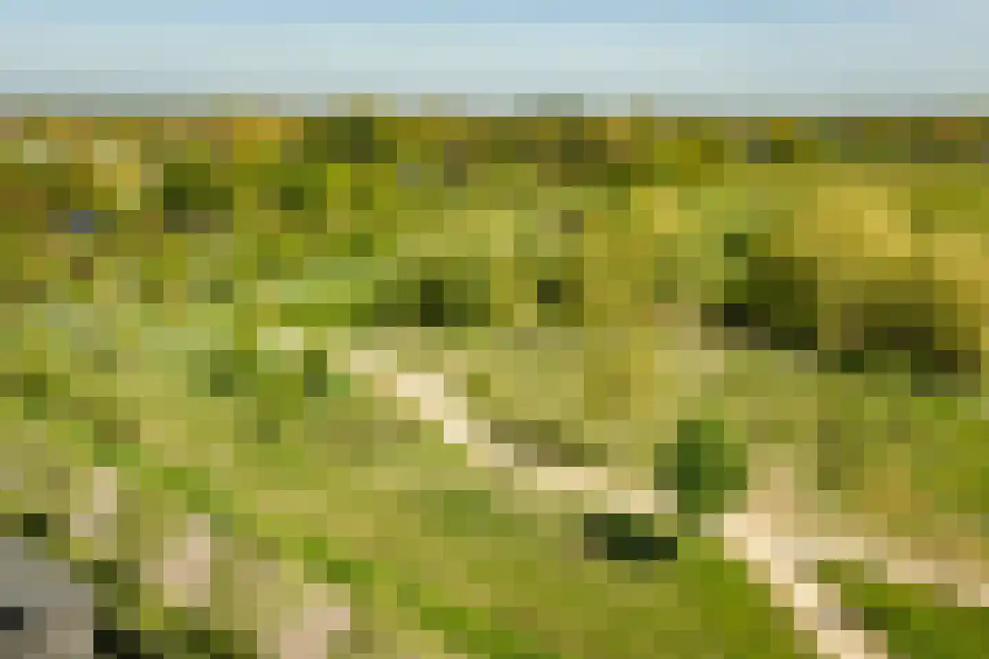 Rietgors 60 Olst thumbnail 42