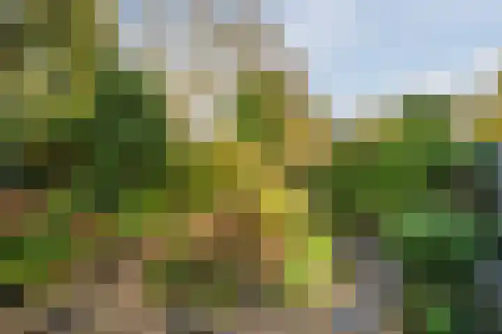 Rietgors 8 Venhuizen thumbnail 32