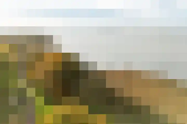 Rietgorsmeen 50 Harderwijk thumbnail 48