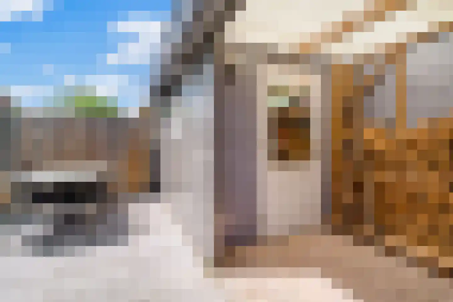 Rietgras 36 Zwolle thumbnail 33