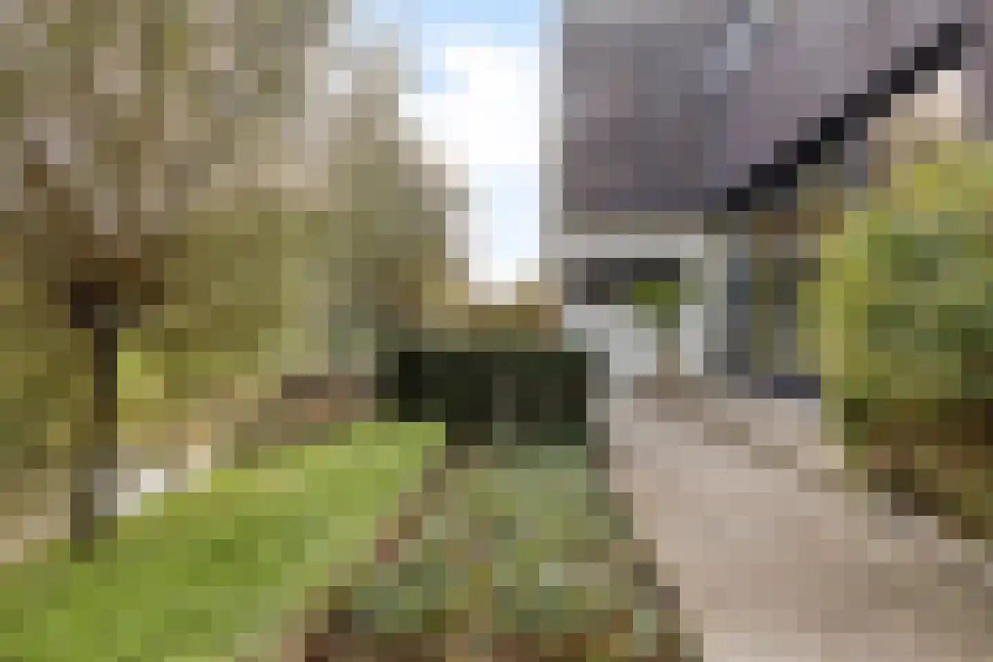 Rietgras 5 Montfoort thumbnail 28