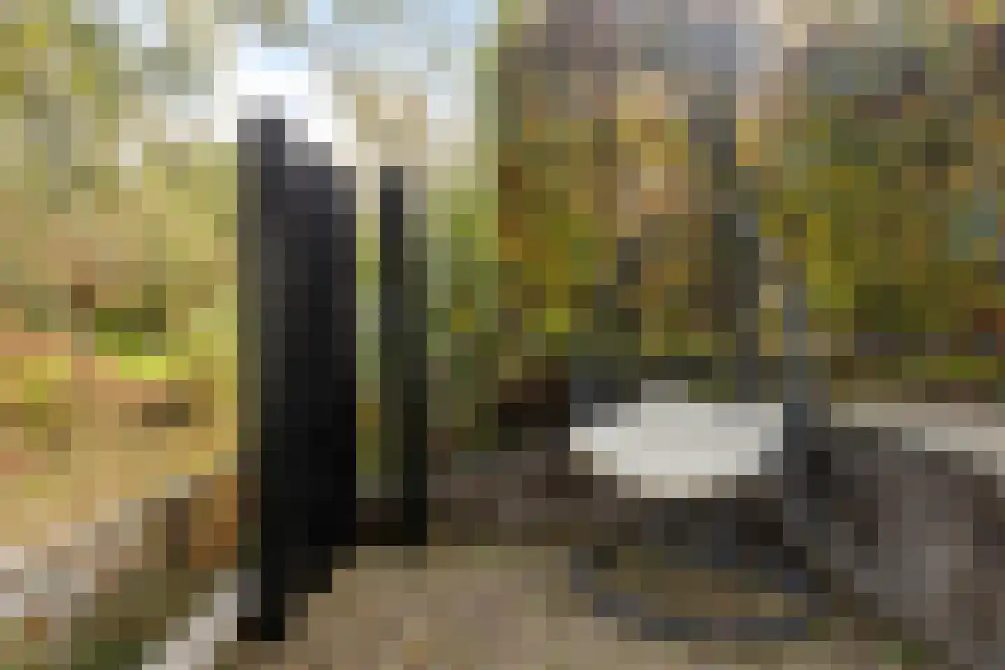 Rietgras 5 Montfoort thumbnail 33