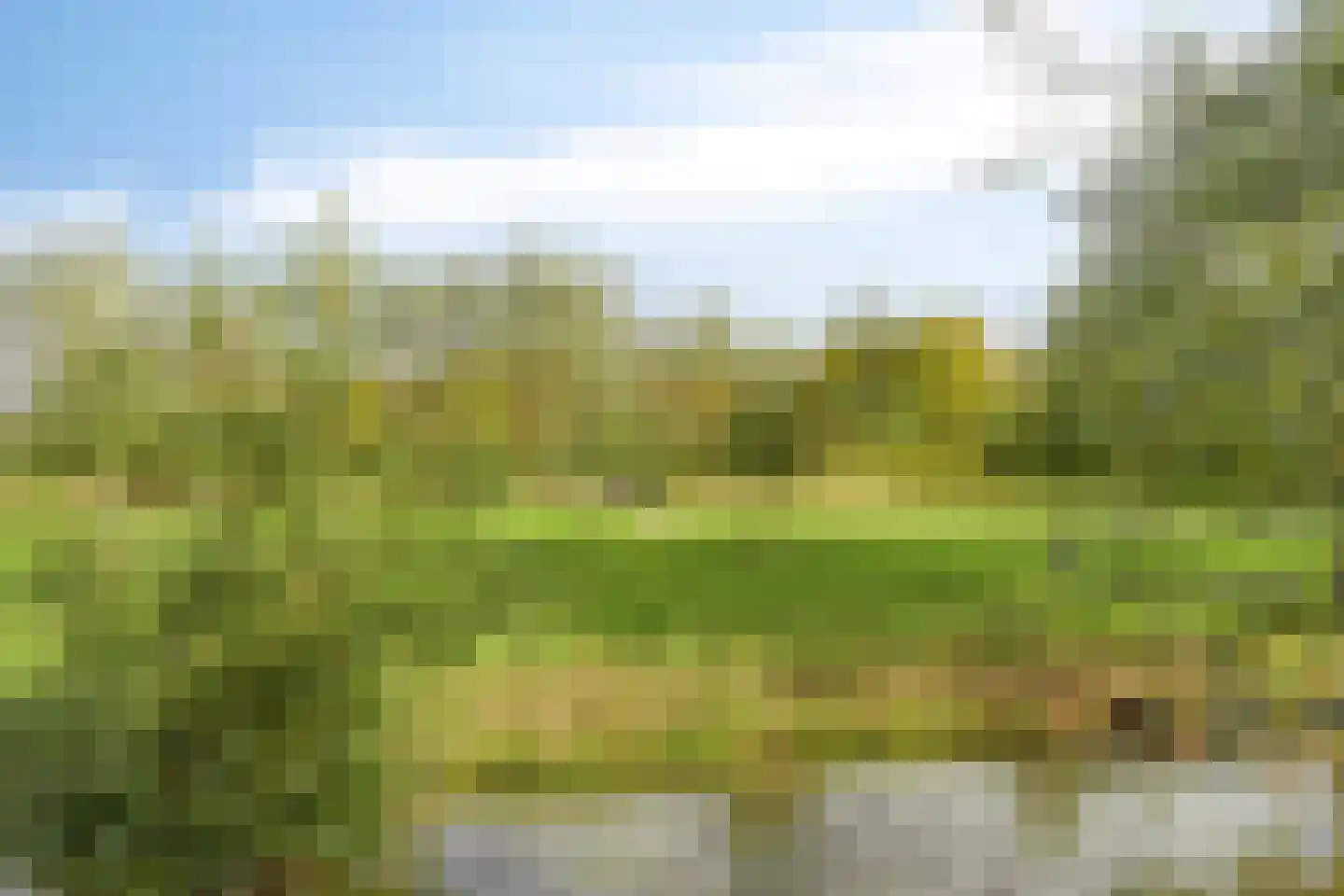 Rietgras 5 Montfoort thumbnail 34
