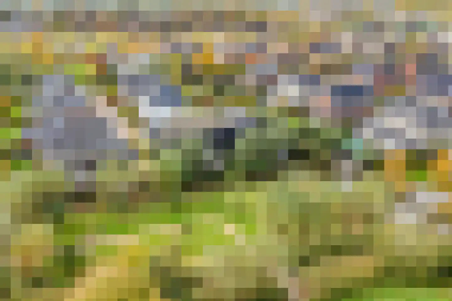 Rietgras 5 Montfoort thumbnail 57