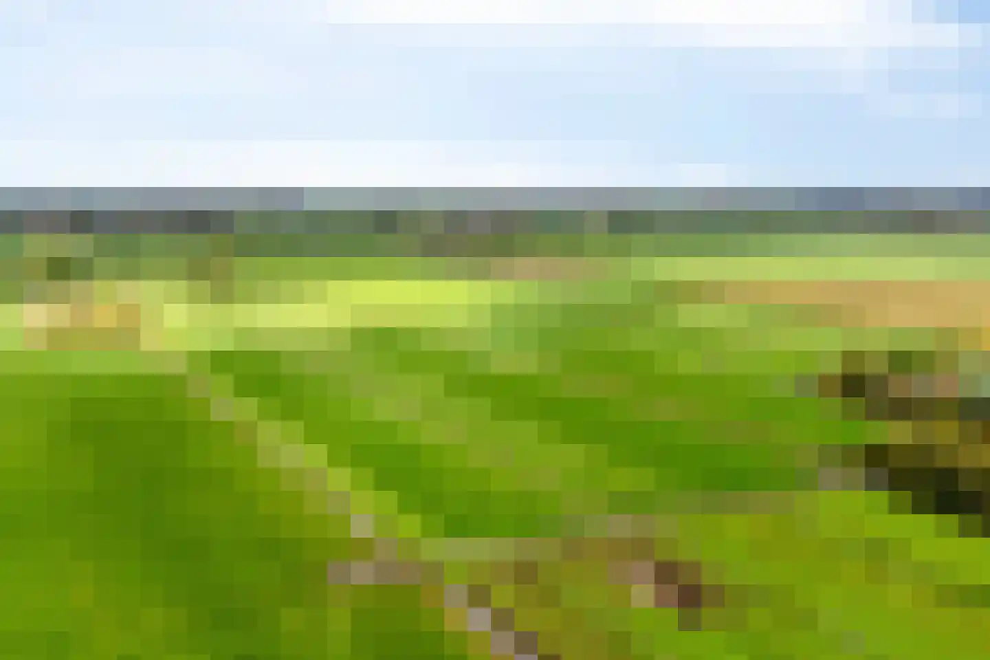 Rietgras 5 Montfoort thumbnail 59