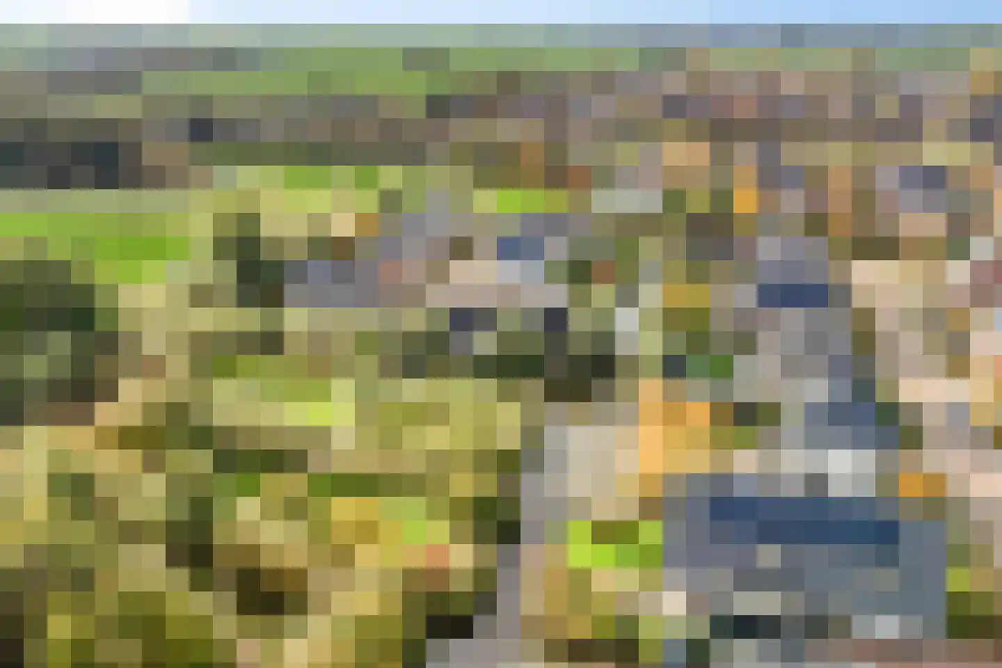 Rietgras 5 Montfoort thumbnail 60