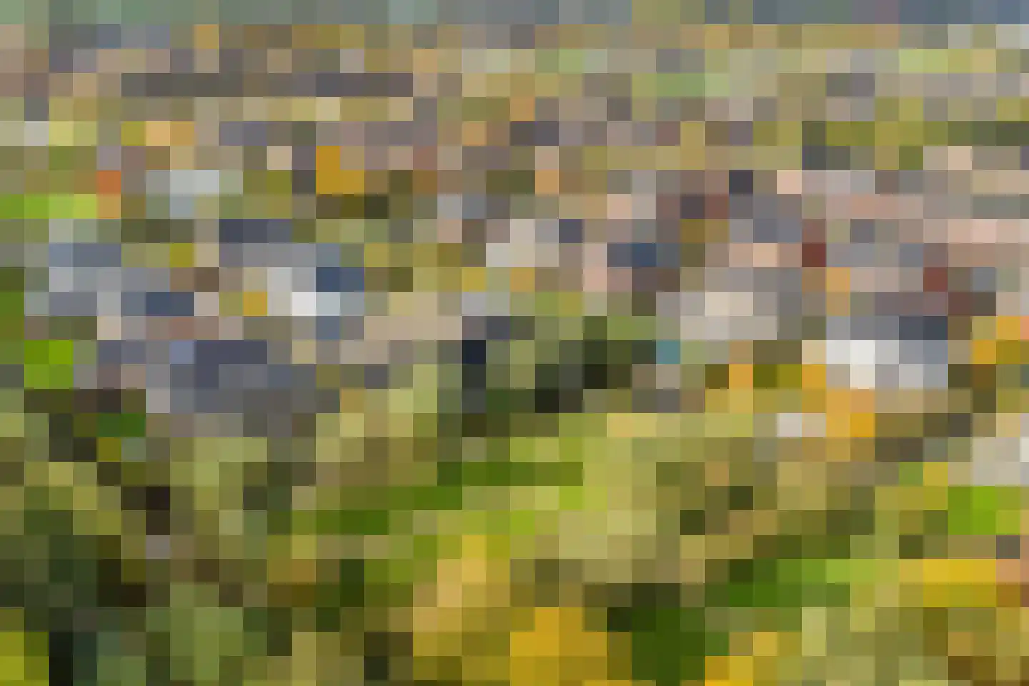 Rietgras 5 Montfoort thumbnail 61