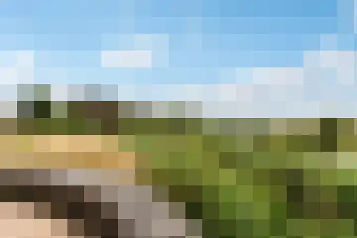 Rietkamp 58 Odijk thumbnail 66