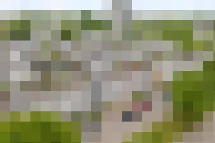 Rietkerkweg 39 Rotterdam thumbnail 30