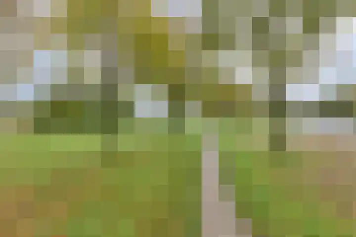 Rietkraag 41 Schiedam thumbnail 35