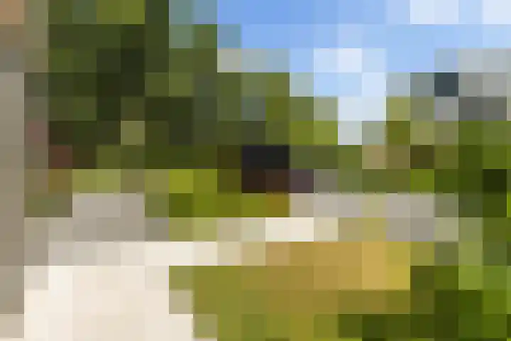 Rietkraag 42 Capelle aan den IJssel thumbnail 7