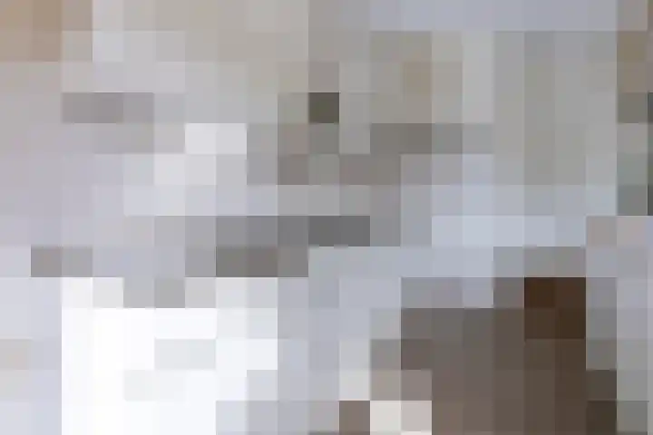 Rietland 16 Bergen op Zoom thumbnail 8