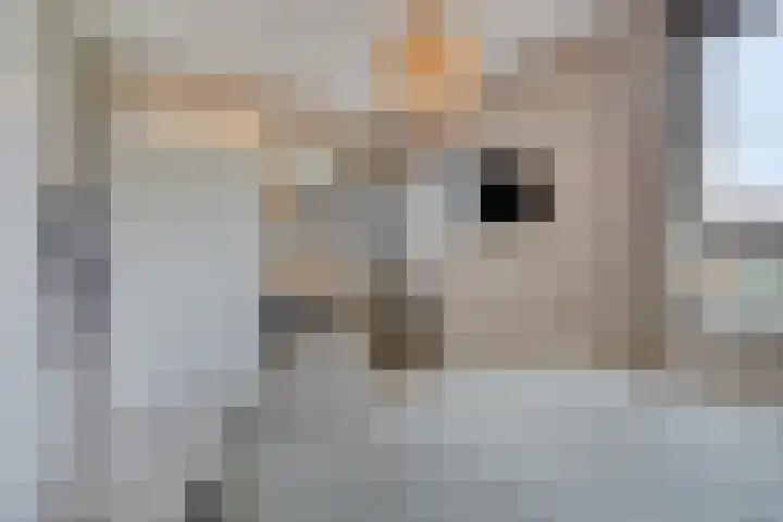Rietland 19 Assendelft thumbnail 46
