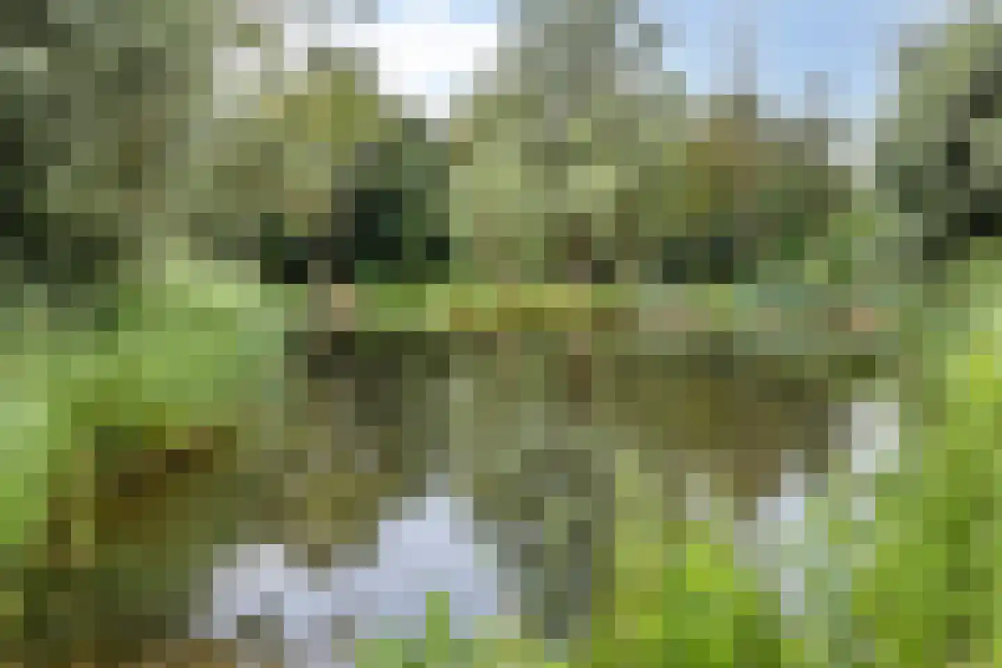 Rietmaat 21 Doesburg thumbnail 52