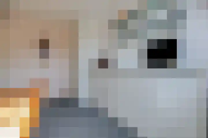 Rietmeent 277 Almere thumbnail 26