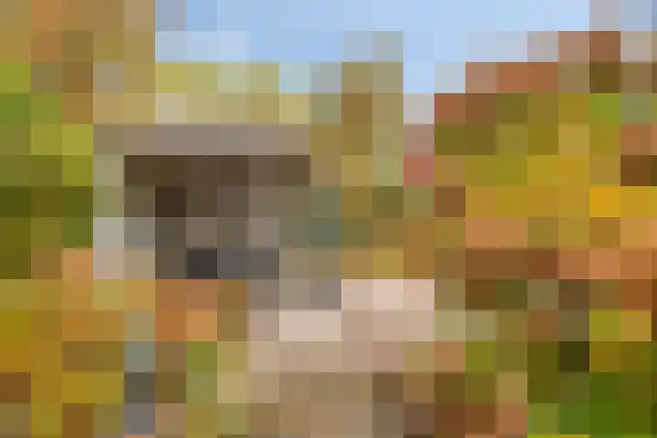 Rietmees 11 Emmen thumbnail 20