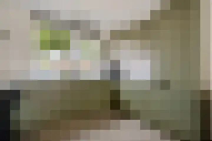 Rietmees 87 Emmen thumbnail 13