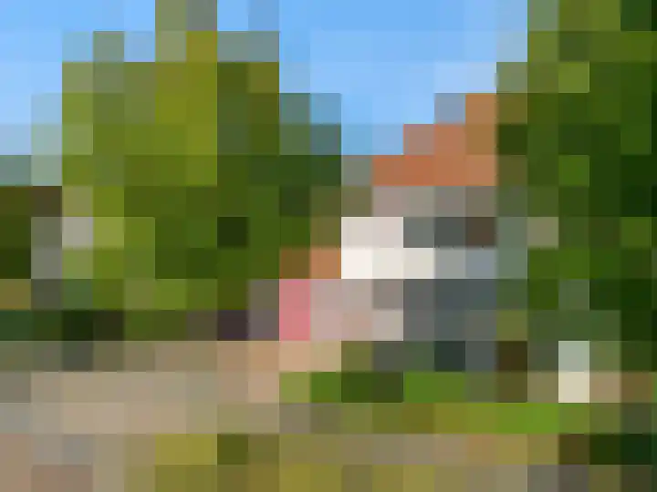 Rietorchis 4 Limmen thumbnail 48