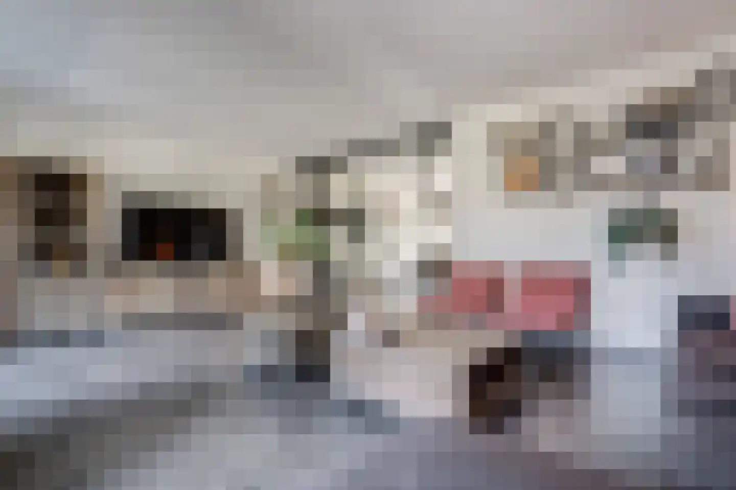 Rietpluim 18 Marknesse thumbnail 24