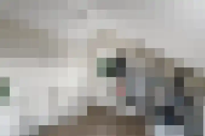 Rietpol 8 Drachten thumbnail 26