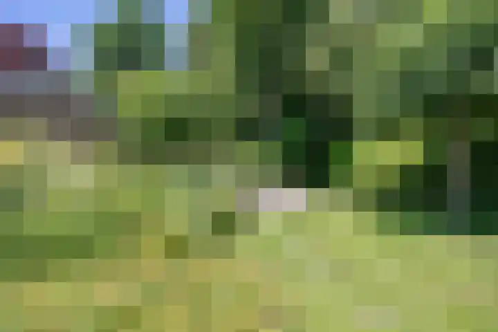 Rietschans 3 Zuidhorn thumbnail 30
