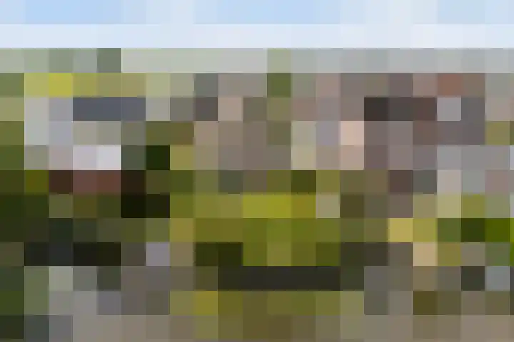 Rietschar 35 Sneek thumbnail 50