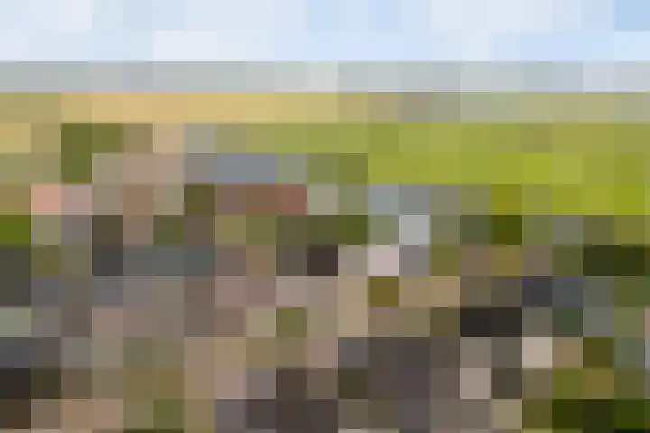 Rietschar 35 Sneek thumbnail 54