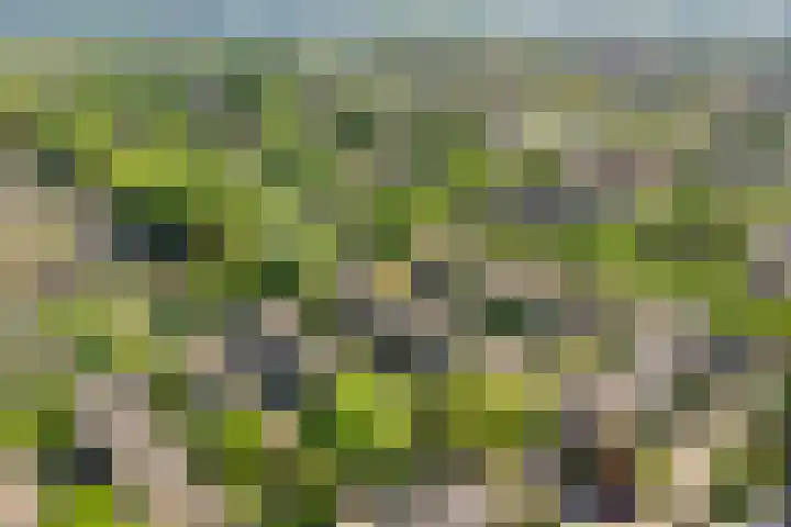 Rietschoot 64 Oostzaan thumbnail 29