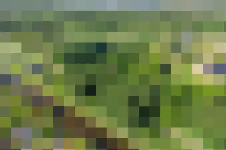 Rietschoot 64 Oostzaan thumbnail 32