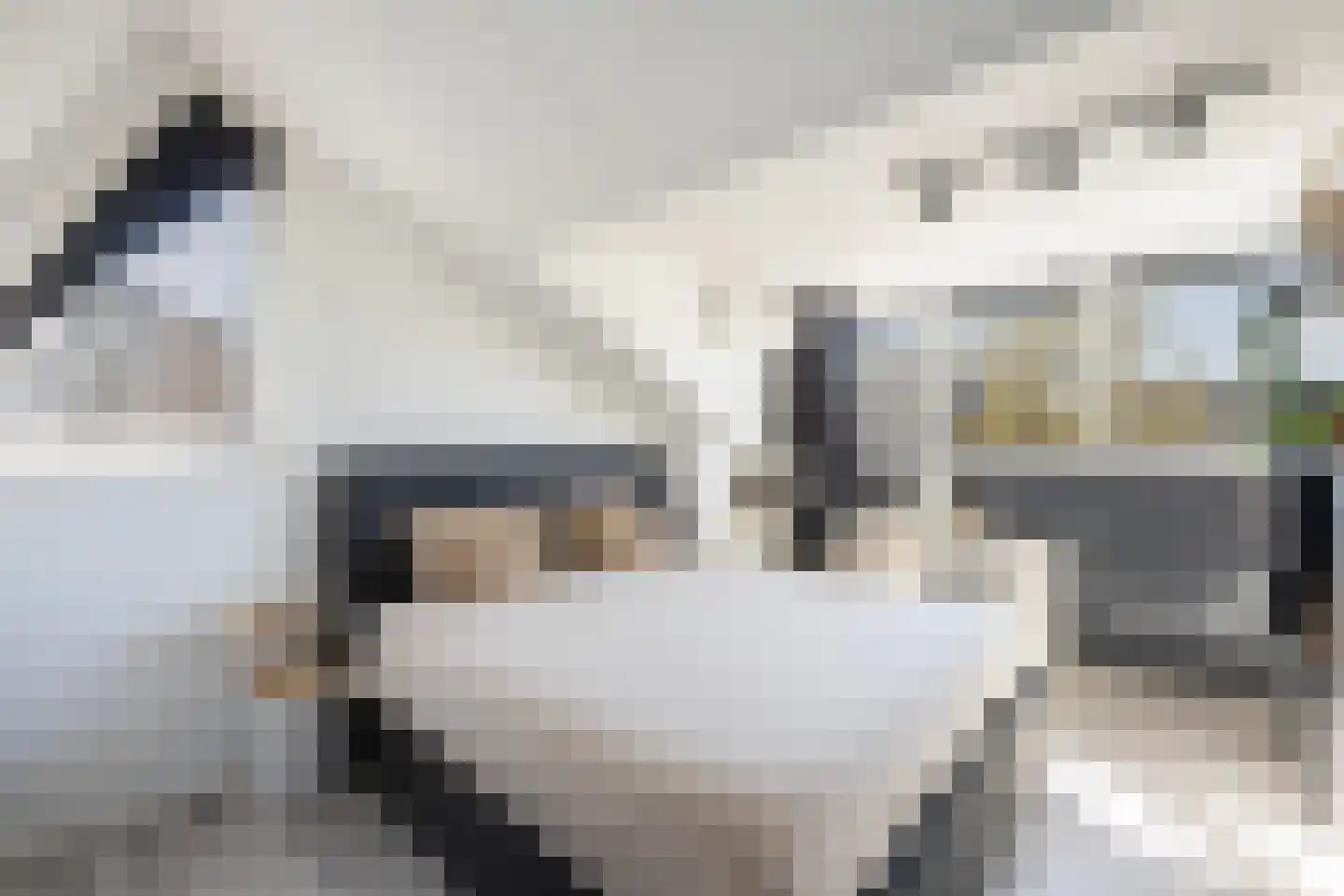 Rietsnit 10 Hasselt thumbnail 23