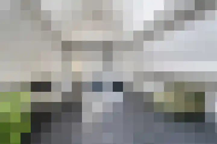 Rietsnit 33 Hasselt thumbnail 31