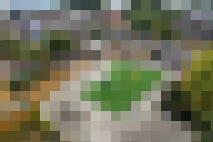 Rietsnit 33 Hasselt thumbnail 36