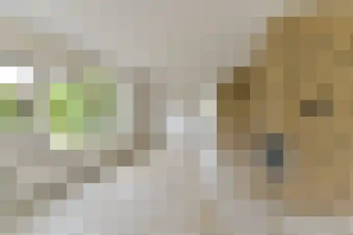 Rietspinner 6 Leusden thumbnail 10