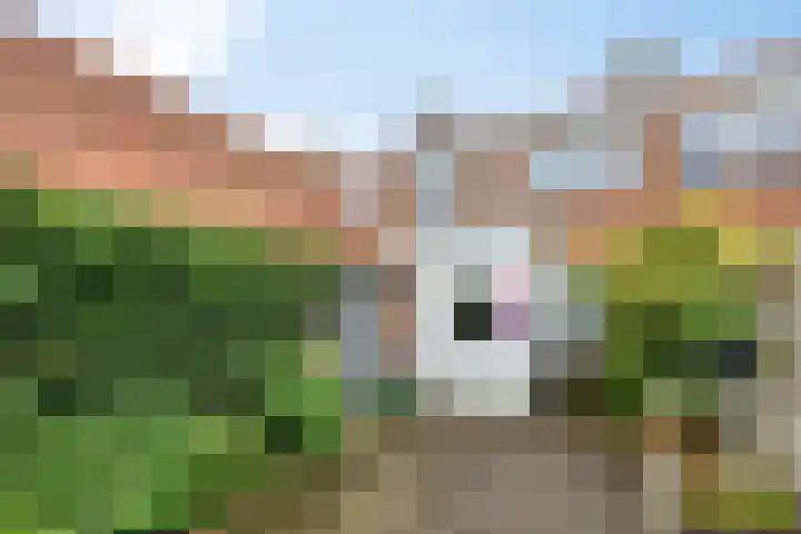 Rietstraat 64 Emmeloord thumbnail 22