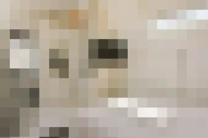 Rietveld 38 Mijdrecht thumbnail 26