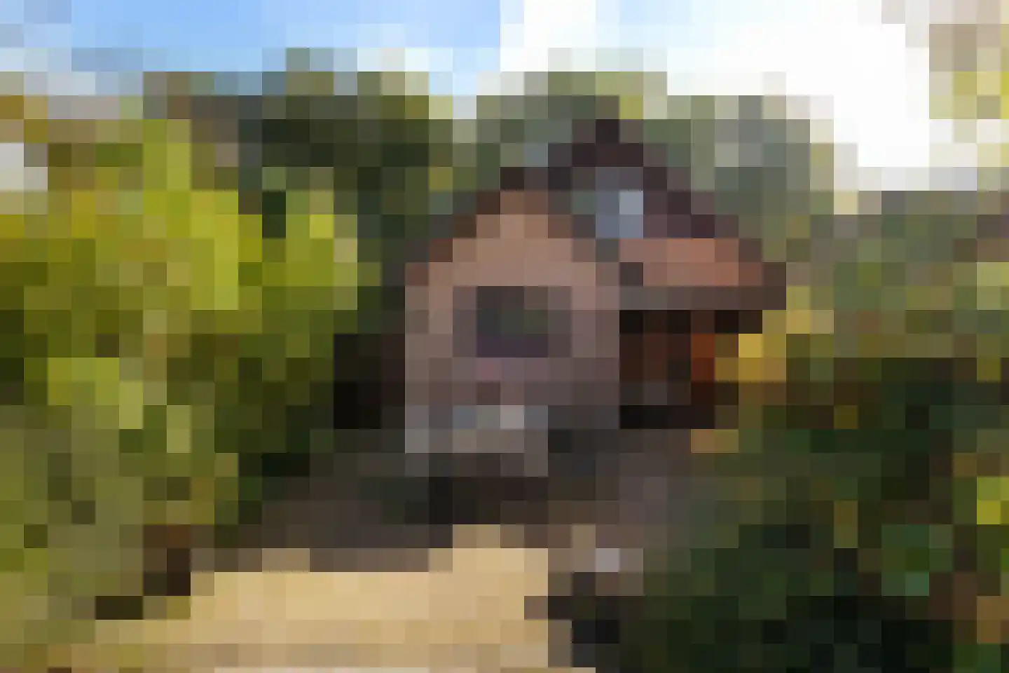 Rietveld 7 Wouw thumbnail 8