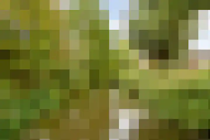 Rietven 165 Veghel thumbnail 35