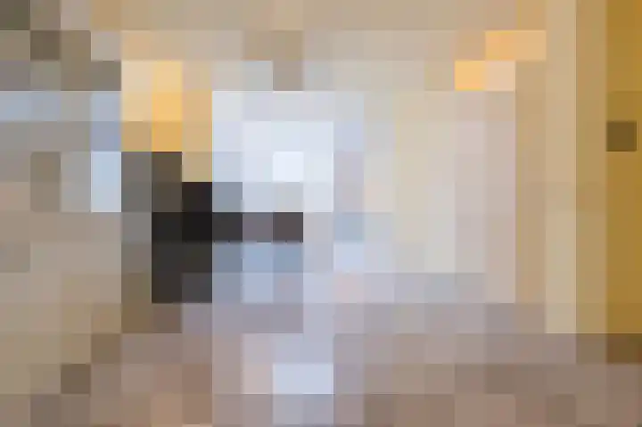 Rietven 276 Veghel thumbnail 8