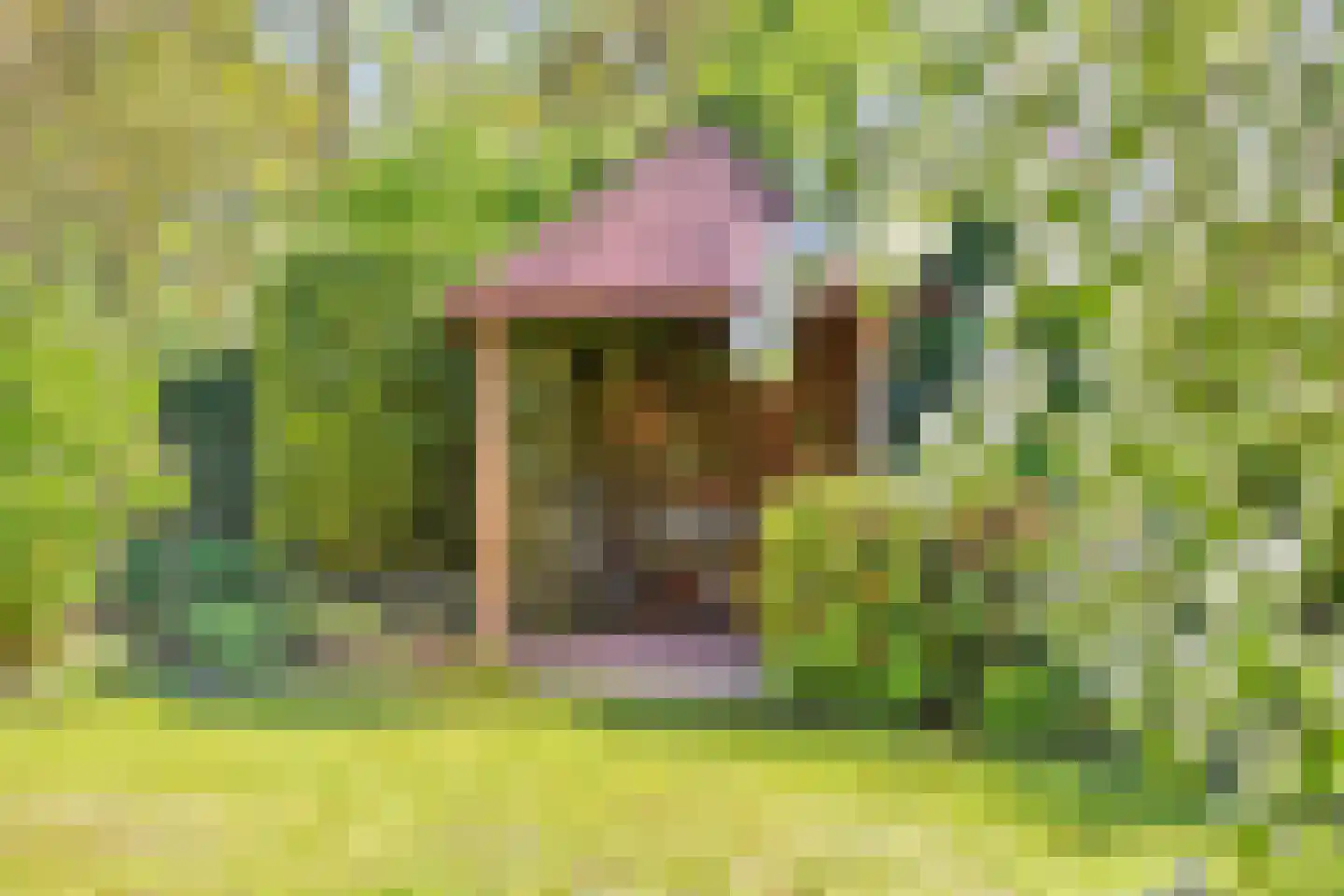 Rietven 327 Veghel thumbnail 56
