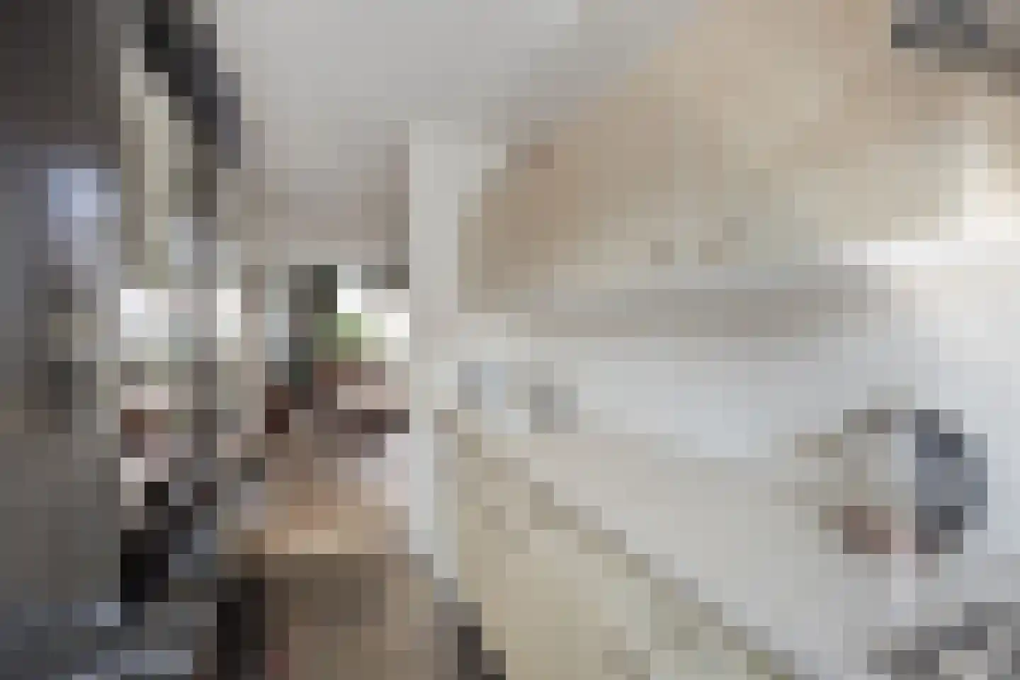 Rietven 356 Veghel thumbnail 10